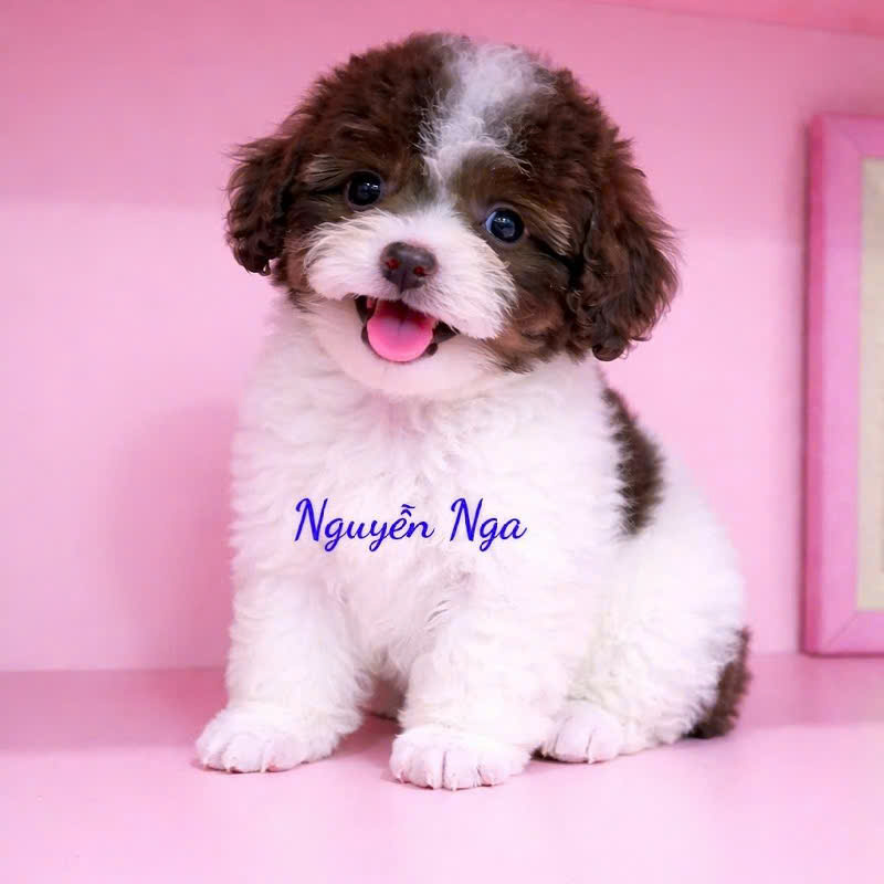 Chó Poodle - BS15008
